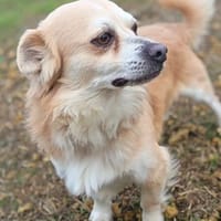 Szilvester liebenswerter Kerl, Hund zur Adoption