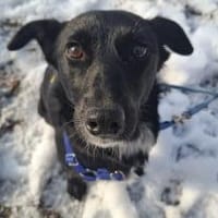 LISKA - zahrte Seele wartet in Augsburg, Hündin zur Adoption