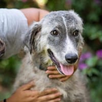 Ruby 💚💚💚 möchte gefallen, Hündin zur Adoption