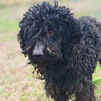 Ali möchte eine Chance, Hund zur Adoption