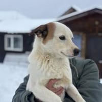 Fröhlicher Sausewind Eik, Hund zur Adoption