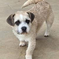 Knutsch Kugel Noemi, Hündin zur Adoption