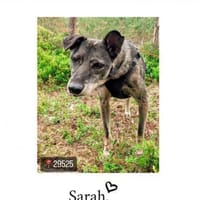 Sarah bereits in Deutschland, Hündin zur Adoption