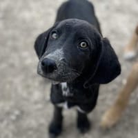 Stevie - Sanfter Junghund auf PS, Hund zur Adoption