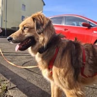 Emmi möchte ihre eigene Familie erobern, Hündin zur Adoption