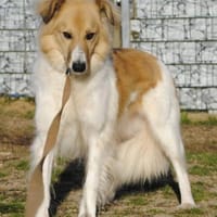 NOAH auf Pflegestelle in 65... Hünfelden, Hund zur Adoption