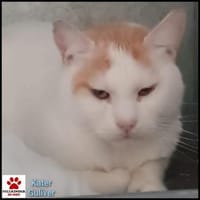 Großer Bär Guliver - sehr dringend!, Kater zur Adoption