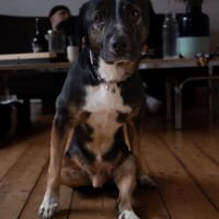 Elian - Freundlicher, toller Herzenshund, Hund zur Adoption