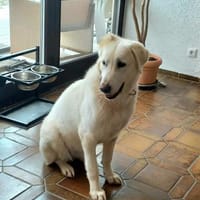 Mila, freundliche, sehr soziale Hündin, Hündin zur Adoption