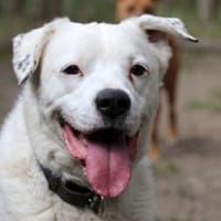 Eddy, su. hundeefahrene Menschen, Hund zur Adoption