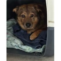 Angelino - wartet in 76857 Albersweiler, Hund zur Adoption