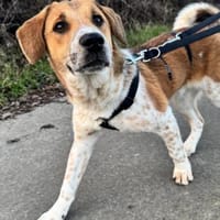 Ozzy - toller Junghund auf PS, Hund zur Adoption