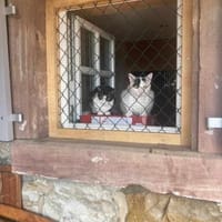 Geschwister Penny und Pepe, Kater zur Adoption