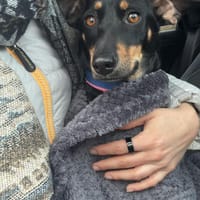 Verschmuste Gabbana sucht Geborgenheit, Hündin zur Adoption