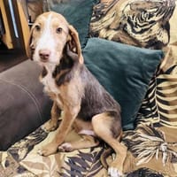 Rudolph ein sehr lieber Rüde, Hund zur Adoption