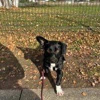 Fanny - nette Familienhündin, Hündin zur Adoption