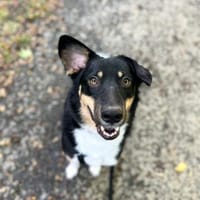 Zula, Hündin zur Adoption