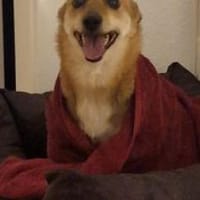 Sheila = Traum-Hundeseniorin, Hündin zur Adoption