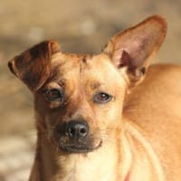 Cookie - Platz als Zweithund gesucht, Hündin zur Adoption