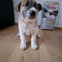 Tyler, auf der Suche nach seinem Glück, Hund zur Adoption