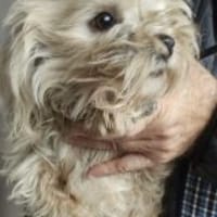 Emil 27 cm (Pflegestelle), Hund zur Adoption