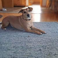 Ida sucht ein liebevolles Zuhause, Hündin zur Adoption