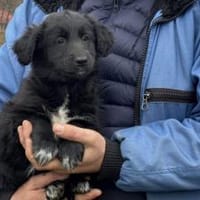 Hello, Dolly!, Hündin zur Adoption