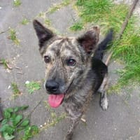 tapferer Gino 🐞, Hund zur Adoption