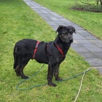 Puma sucht seine Familie 💙, Hund zur Adoption