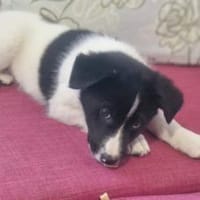 Peppi wartet auf sein eigenes Körbchen, Hund zur Adoption