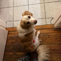 Darius wartet auf PS in HH, Hund zur Adoption