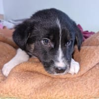 Toffy, kleines Hundemädchen sucht, Hündin zur Adoption