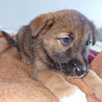 Tomi, auf der Suche nach dem Glück, Hund zur Adoption