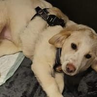 Mallow sucht seine Familie, Hund zur Adoption