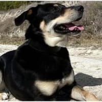 Samas aus RO, in DE 26605, sehr aktiv, Hund zur Adoption