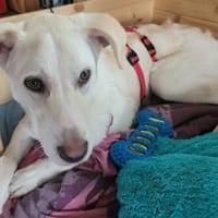 Baran möchte Ihre Familie bereichern?, Hund zur Adoption