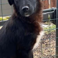 Jaronsucht sein für-immer-Zuhause, Hund zur Adoption