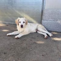 Quo möchte Sie durchs Leben begleiten, Hund zur Adoption