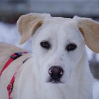 Pippino möchte seine Menschen finden, Hund zur Adoption