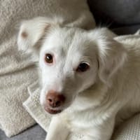 Holiday, geb. ca. 07/2024, 24114 Kiel, Hündin zur Adoption