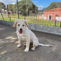 Qui wünscht sich glückliches Leben, Hund zur Adoption