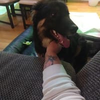 Liebe Schäfimixhündin möchte ankommen!, Hündin zur Adoption