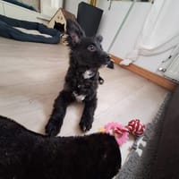 💕Püppi💕sucht ihr großes Glück! 🐾❤, Hündin zur Adoption