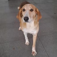 Lila - ein ganz feines Seelchen, Hündin zur Adoption