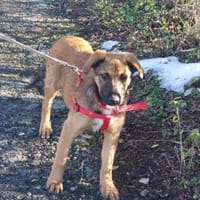 Cleo, sanfte Riesenpfote sucht Liebe, Hündin zur Adoption