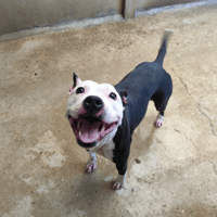 TIYAH VAA, chienne à adopter