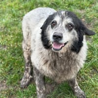 Gaia CAA14714, chienne à adopter