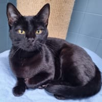 BRUME, chatte à adopter