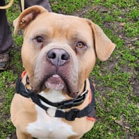 THOR, chien à adopter