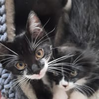 Plumette [Chaton], chatte à adopter